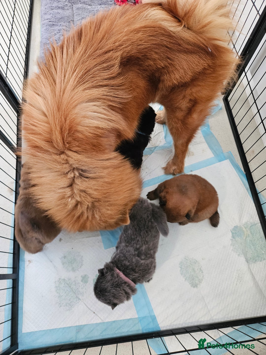 Chow Chow dogs for sale: Chow chow puppies - Advert 11