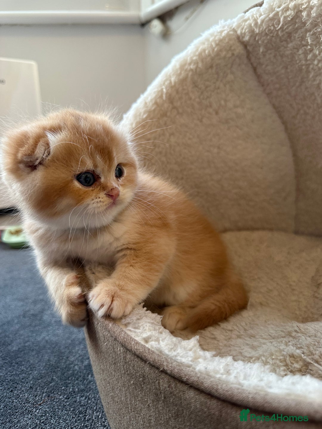 Scottish Fold cats for sale: Scottish fold Kitten Healthy &Loving - Advert 3