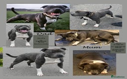 Staffordshire Bull Terrier dogs for sale: VERY RARE WHITE BLUE PIED & BLUE/WHITE SBT'S - Image 7