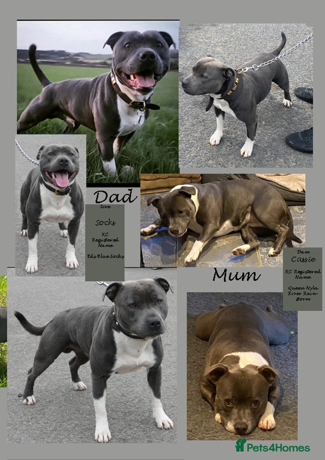 Staffordshire Bull Terrier dogs for sale: VERY RARE WHITE BLUE PIED & BLUE/WHITE SBT'S - Image 7