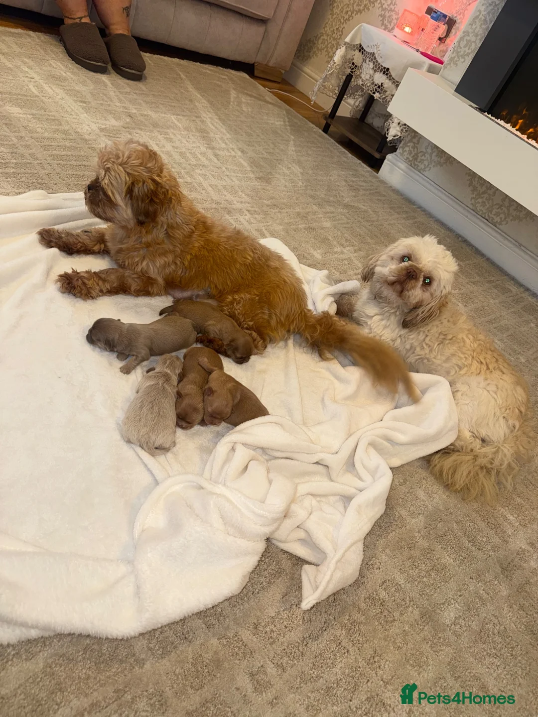 Shih Tzu dogs for sale: Imperial Shih Tzu  in Heywood - Advert 17
