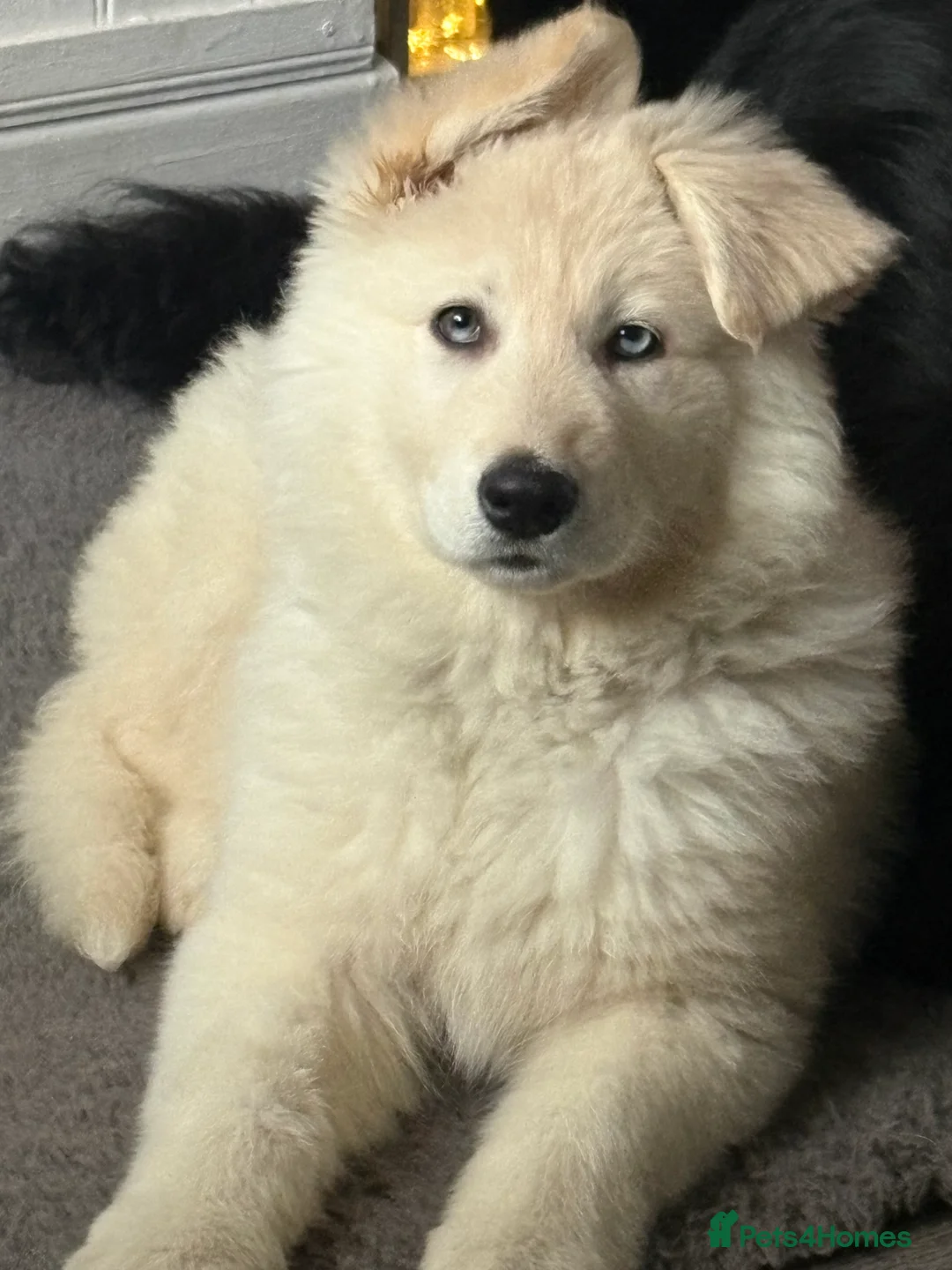 Shepsky dogs for sale: Female German Shepard with 1/4 husky  - Advert 2