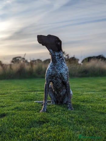 German Shorthaired Pointer dogs - Advert 2