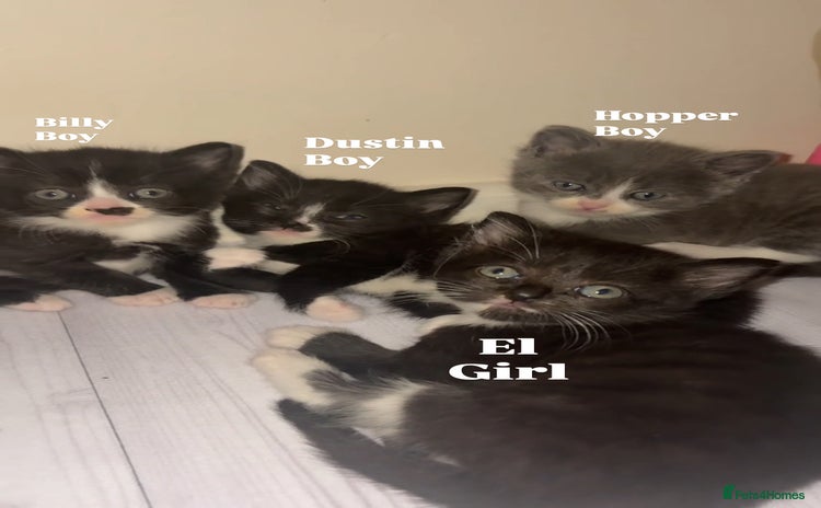 Mixed Breed cats - Advert 2