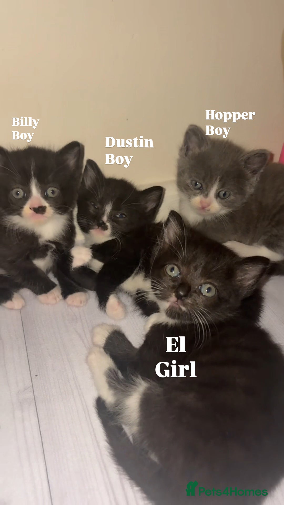 Mixed Breed cats for sale: Cute kittens need loving home - Image 1