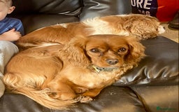 Mixed Breed dogs for sale: Gorgeous Borderlier pups - Advert 8