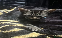 British Shorthair cats for sale: british shorthair tabby kitten - Image 7