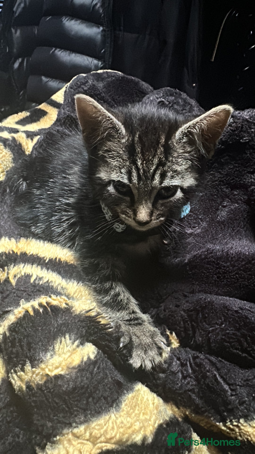 British Shorthair cats for sale: british shorthair tabby kitten - Image 7