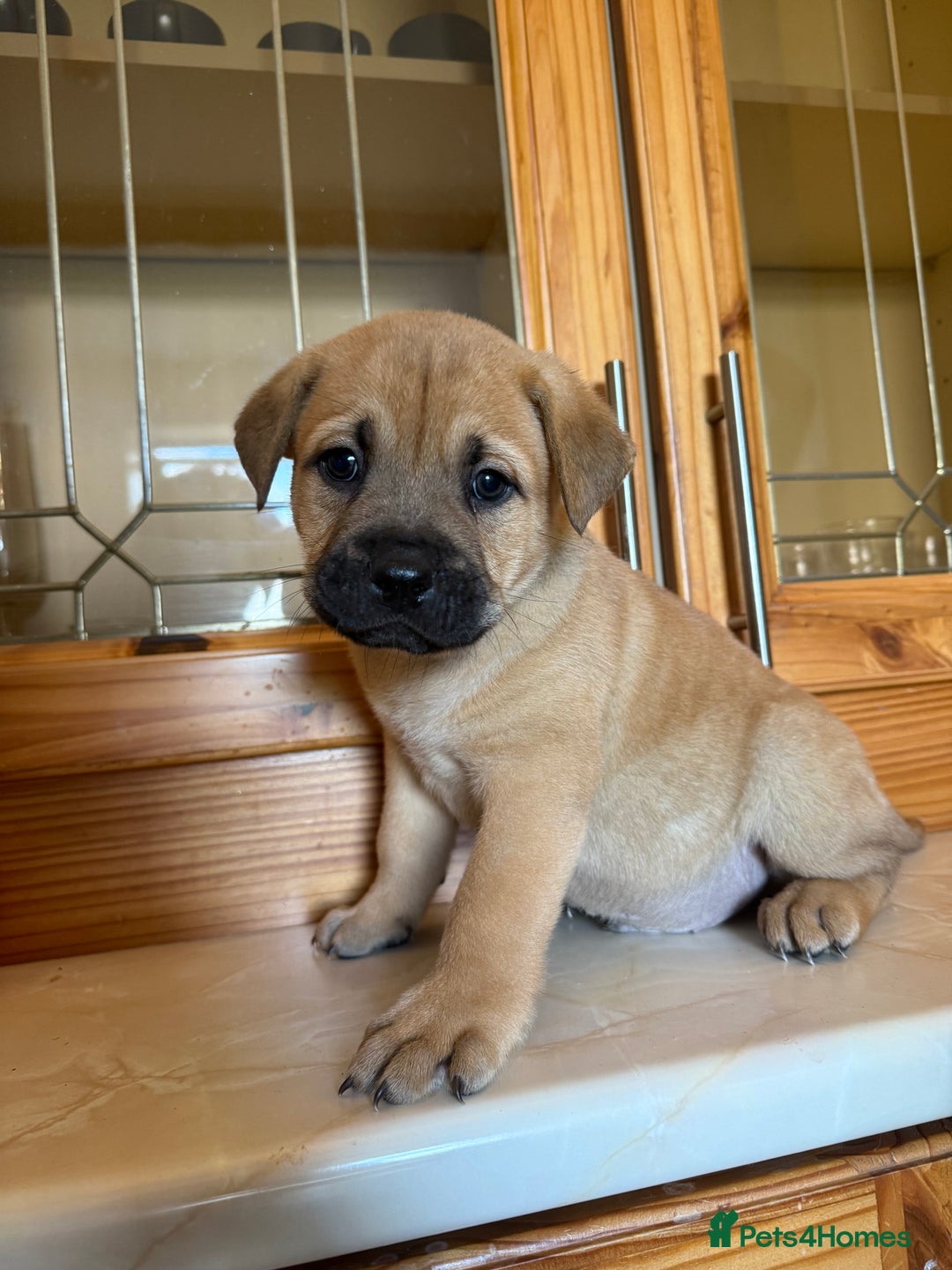 Mixed Breed dogs for sale: Chow chow x American bull dog  - Image 19