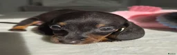 Miniature Dachshund dogs for sale: 🖤 Stunning Miniature Dachshunds 🖤 - Advert 7