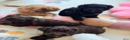 Australian Labradoodle dogs for sale: Australian labradoodle puppy Medium - Advert 5