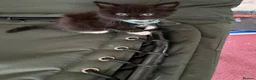 Mixed Breed cats for sale: 5 beautiful long haired kittens  - Advert 19
