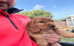 Cocker Spaniel dogs for sale: Show cocker spaniels  - Image 10
