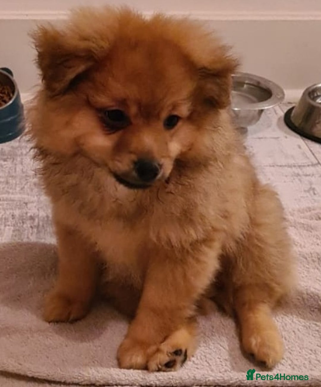 Pomeranian dogs for sale: 3 boys and 2 girls - Advert 4