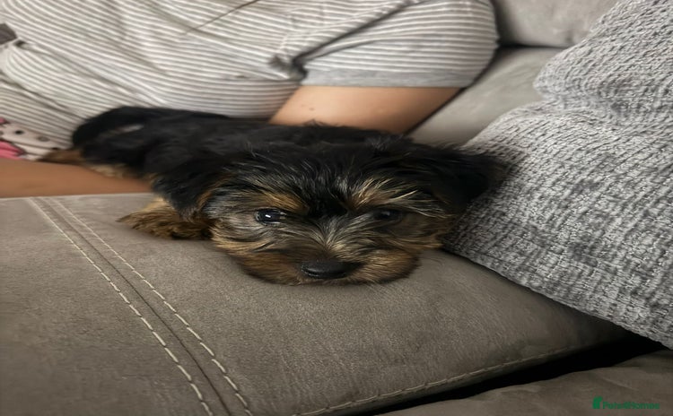 Yorkshire Terrier dogs - Advert 1