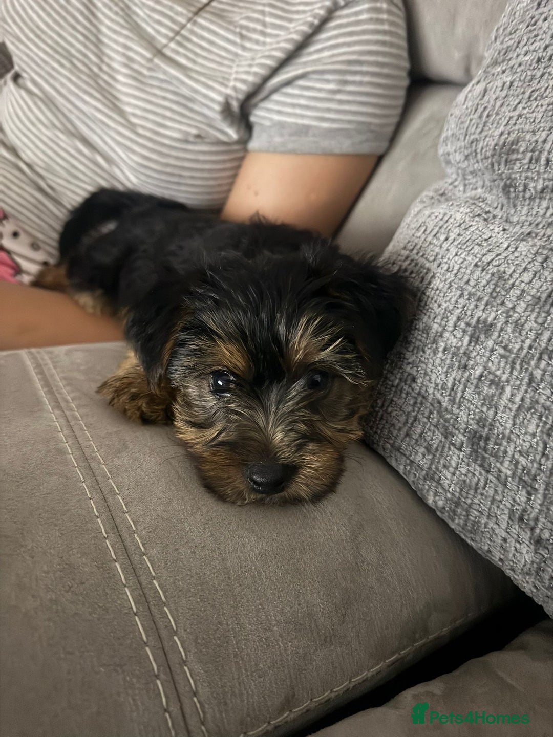 Yorkshire Terrier dogs for sale: 🩵💙yorkshire terrier boy for sale !!!! - Image 1