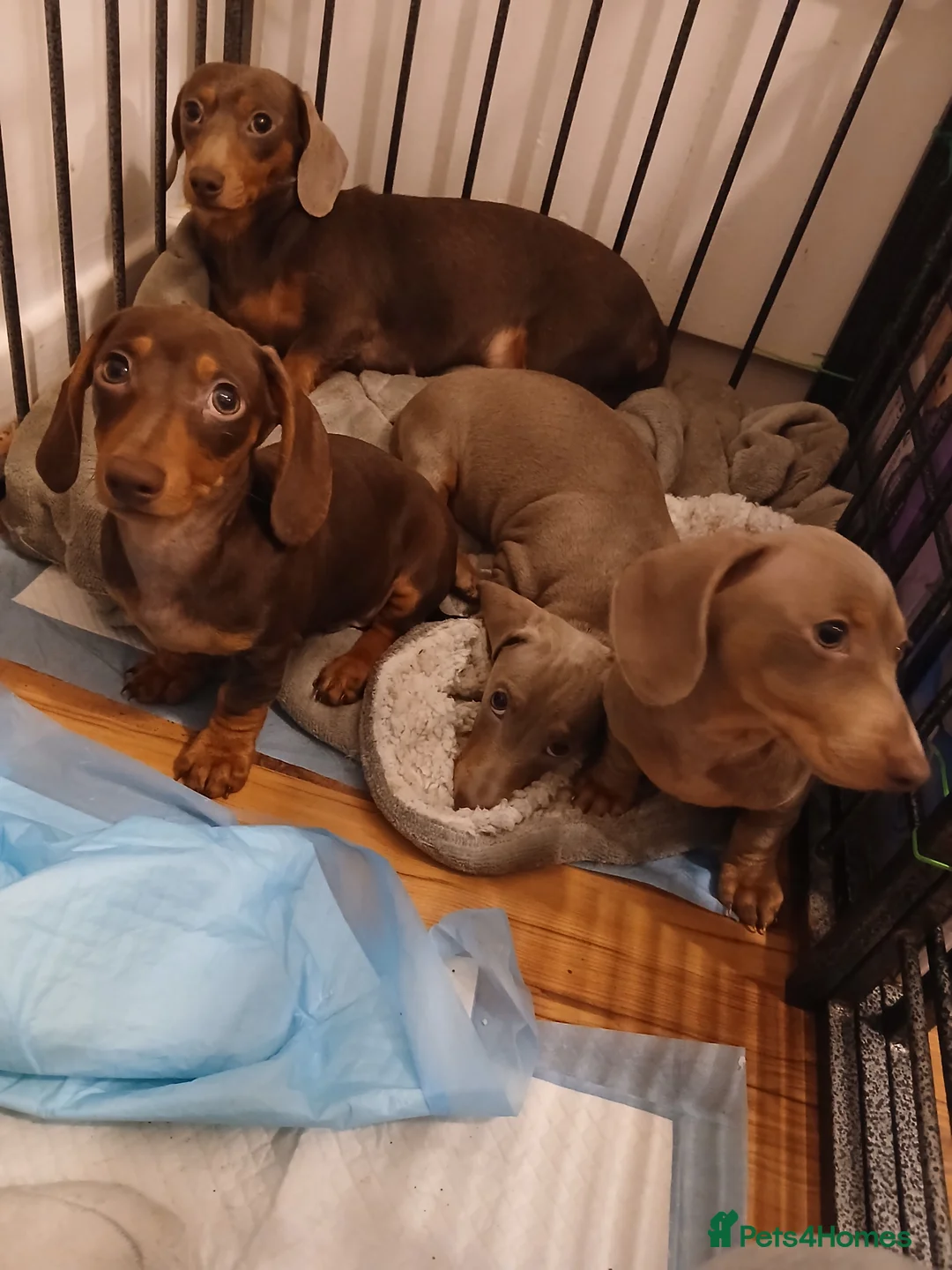 Dachshund dogs for sale: Now only 2 male mini dachshund puppies  - Advert 3