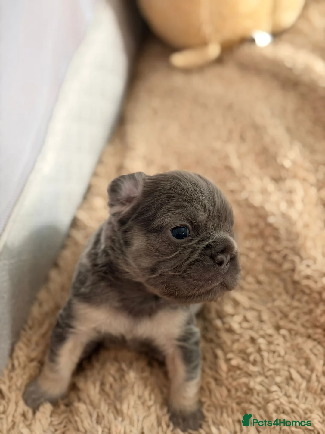 French Bulldog dogs for sale: French Bulldog  **  fluffy  in Bognor Regis - Advert 4