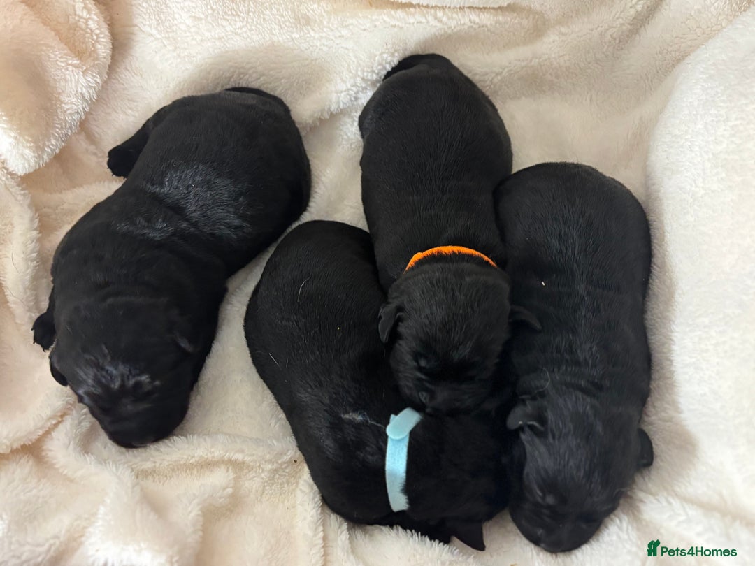 Labrador Retriever dogs for sale: Chunky Labrador Puppies  - Advert 6