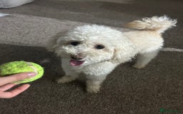Toy Poodle dogs for stud: Gucci Toy Poodle Stud - Image 2