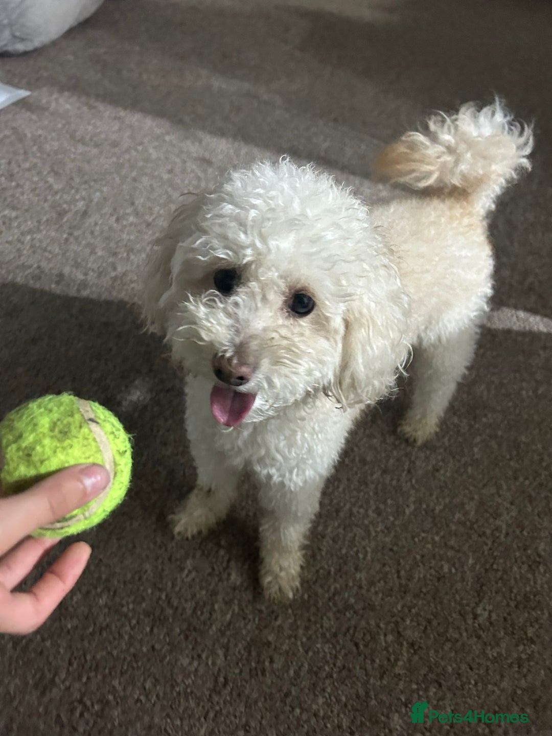 Toy Poodle dogs for stud: Gucci Toy Poodle Stud - Image 2