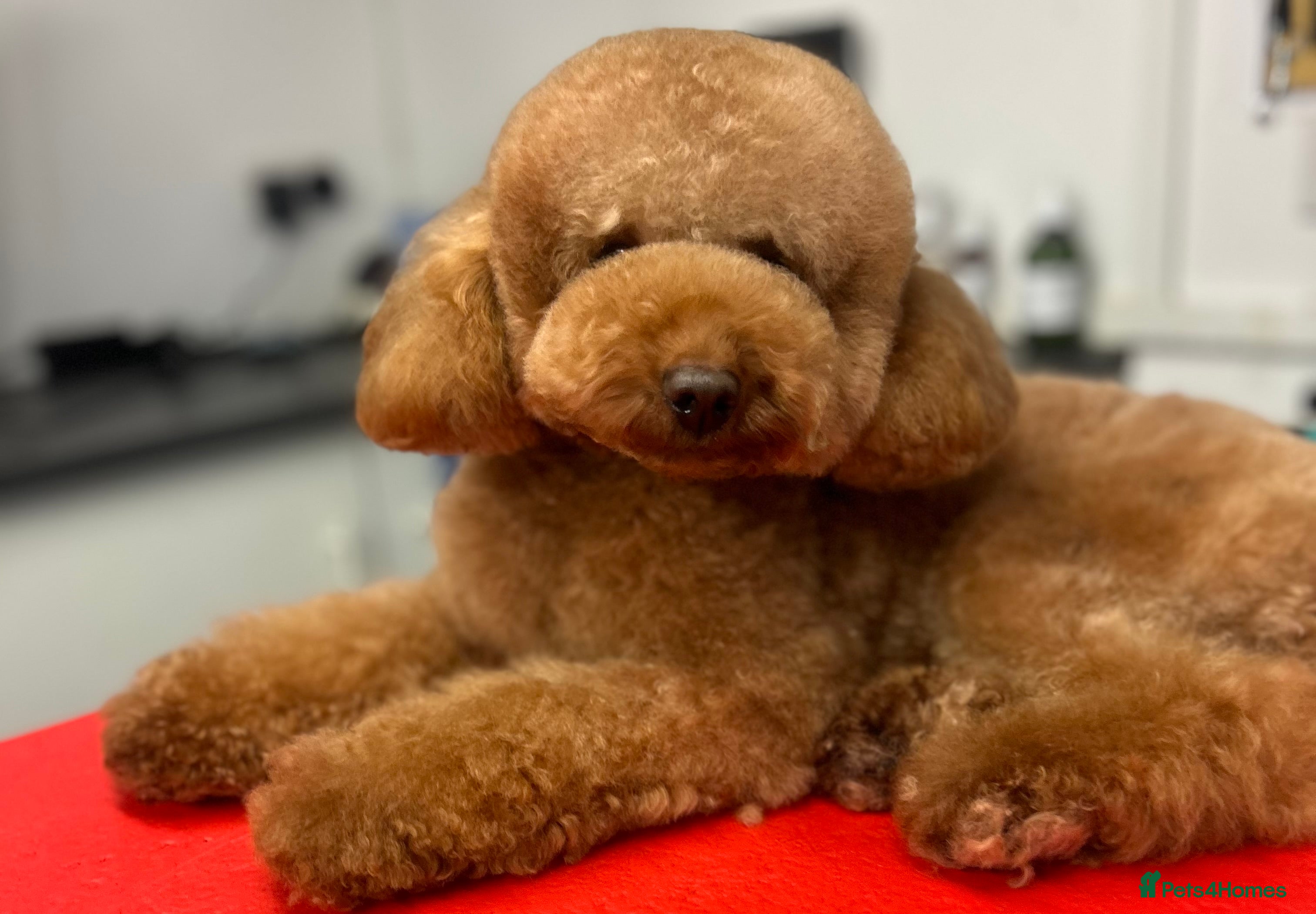 Toy Poodle dogs Leo Toy Poodle fox red Stud in Telford - Advert 5