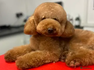 Toy Poodle dogs Leo Toy Poodle fox red Stud in Telford - Advert 14