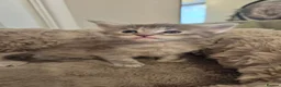 Maine Coon cats for sale: Beautiful, well handled Maincoon kittens  in Gosport - Advert 7