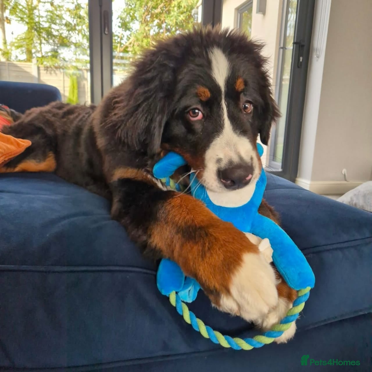 Bernese Mountain Dog dogs Male Bernese Mountain Dog in Keighley - Advert 1