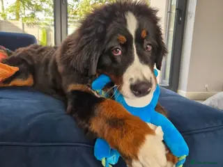 Bernese Mountain Dog dogs Male Bernese Mountain Dog in Keighley - Advert 1