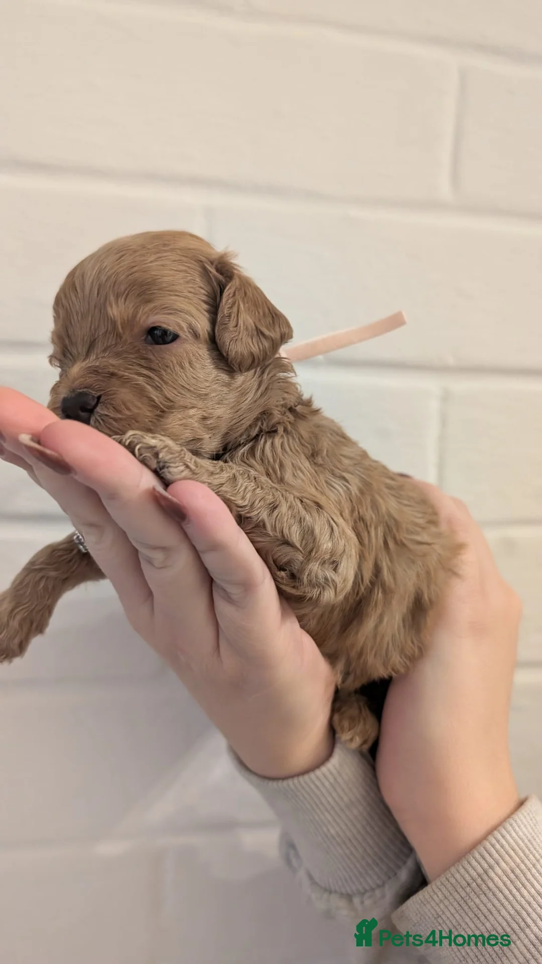 Cockapoo dogs for sale: Cockapoo puppies - Advert 4