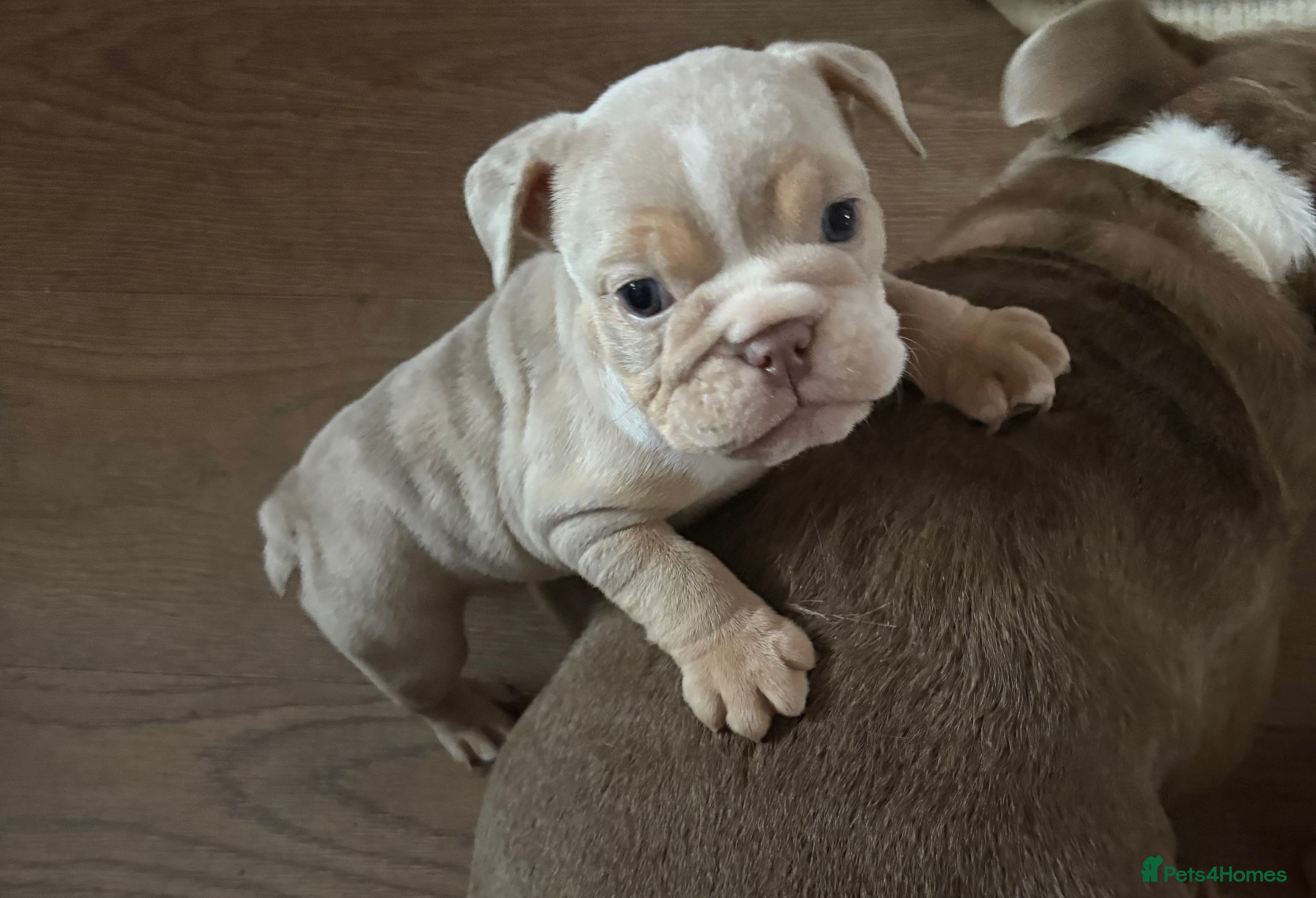 English Bulldog dogs Lovely puppies looking for their forever home  - Advert 1