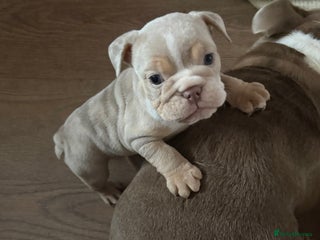English Bulldog dogs Lovely puppies looking for their forever home - Advert 1