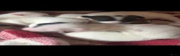 Jack Russell dogs for sale: Jack Russell puppy’s  - Advert 6