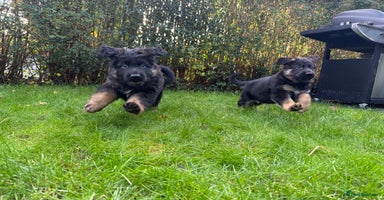 German Shepherd dogs Stunning GSD girl and boy looking for home - Advert 2
