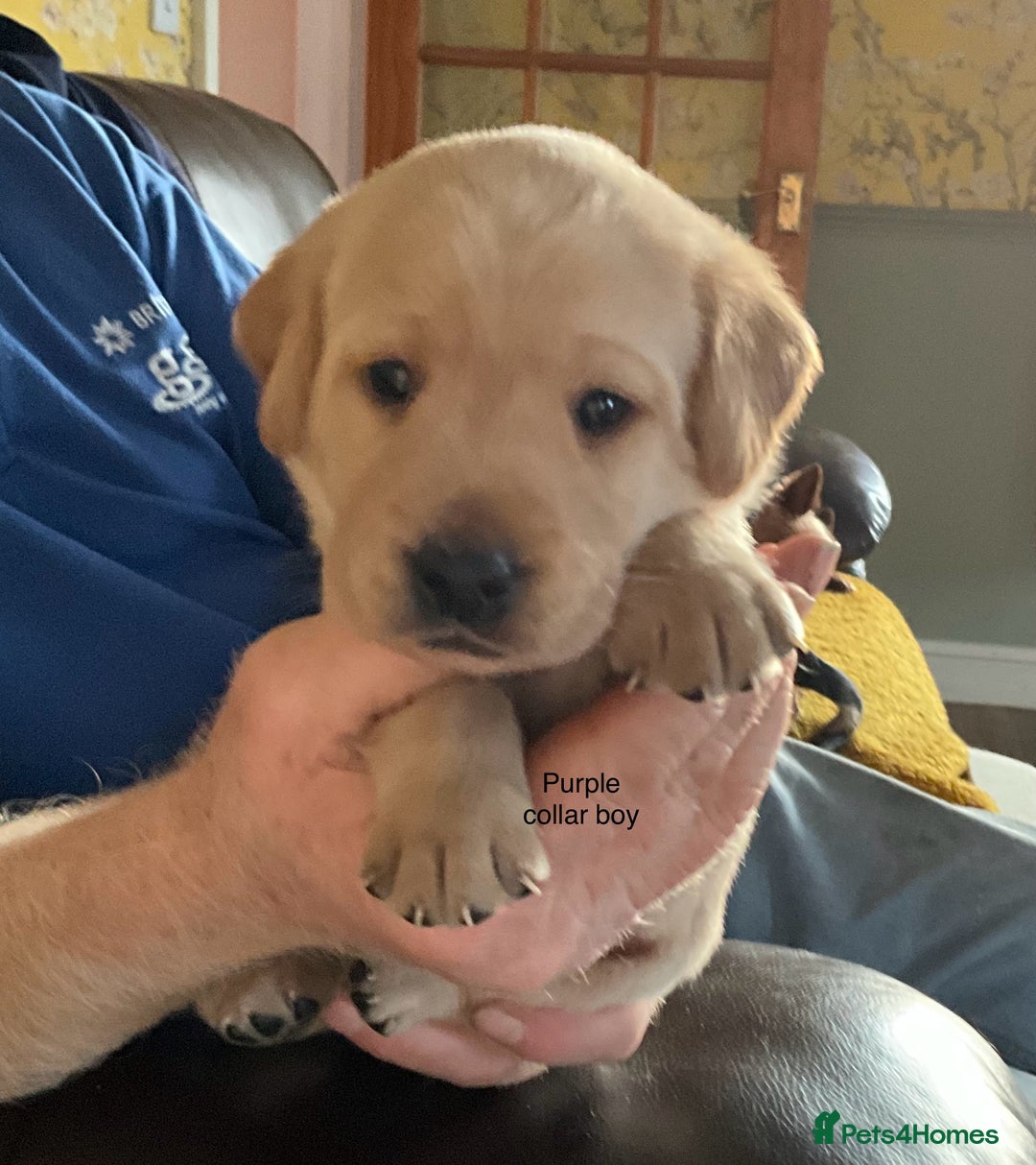Labrador Retriever dogs for sale: Gorgeous Litter of Labrador Puppies - Advert 6