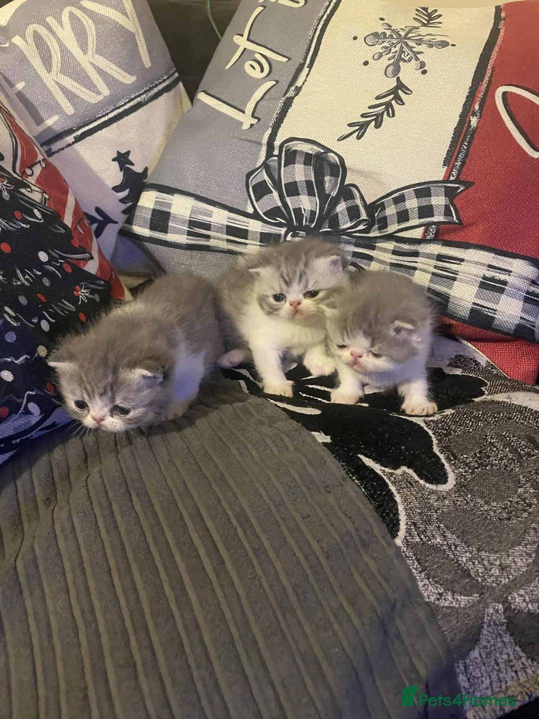 Exotic cats for stud: Stunning White & Grey Exotic Male For Stud  in West Bromwich - Advert 5