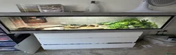 Gecko reptiles for sale: Leopard gecko and full set up  - Advert 2