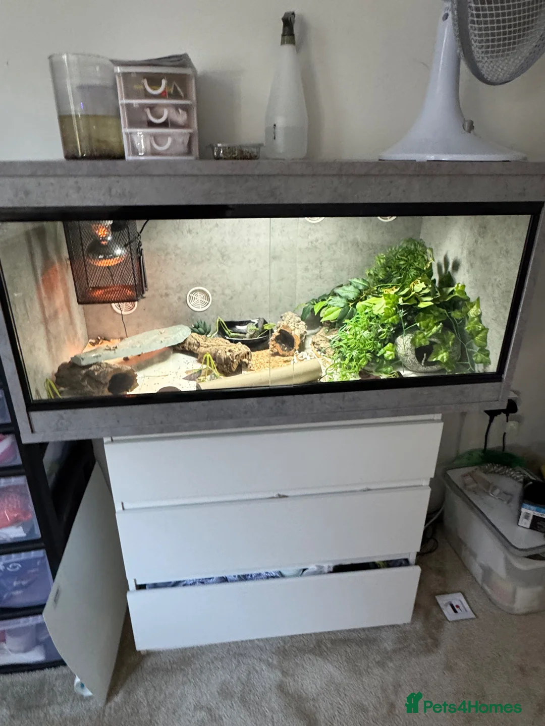 Gecko reptiles for sale: Leopard gecko and full set up  - Advert 2