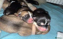Huskita dogs for sale: Gorgeous Huskita Puppies  - Image 19