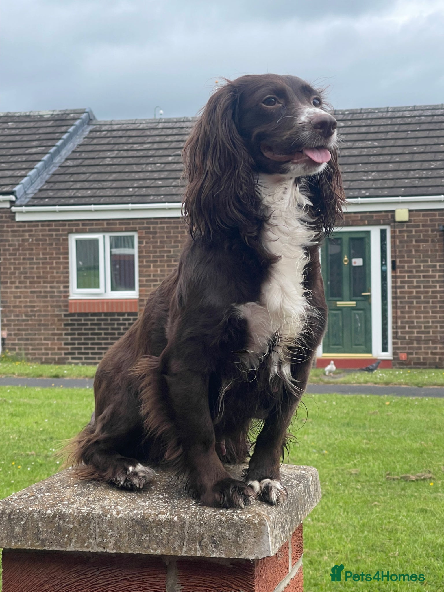 Cocker Spaniel dogs for sale: Working cocker spaniels  - Advert 1