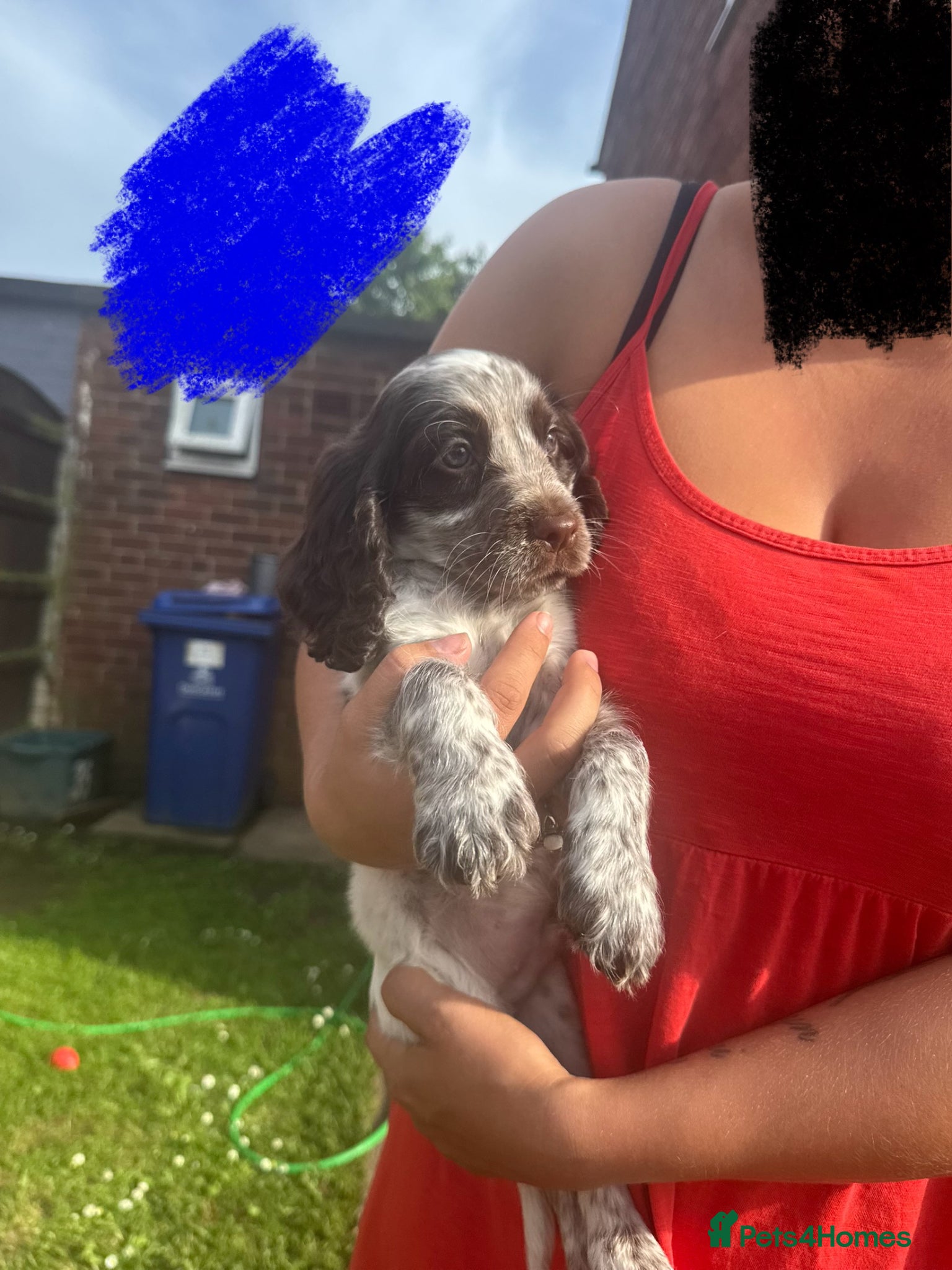 Cocker Spaniel dogs 3 BOYS AND 1 GIRL LEFT, AVAILABLE TO LEAVE NOW! - Advert 17