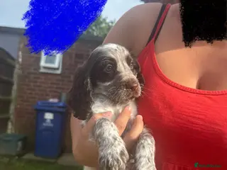 Cocker Spaniel dogs 3 BOYS AND 1 GIRL LEFT, AVAILABLE TO LEAVE NOW! - Advert 17