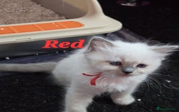 Ragdoll cats for sale: Pure Ragdoll Kittens (Mitted) - Image 17