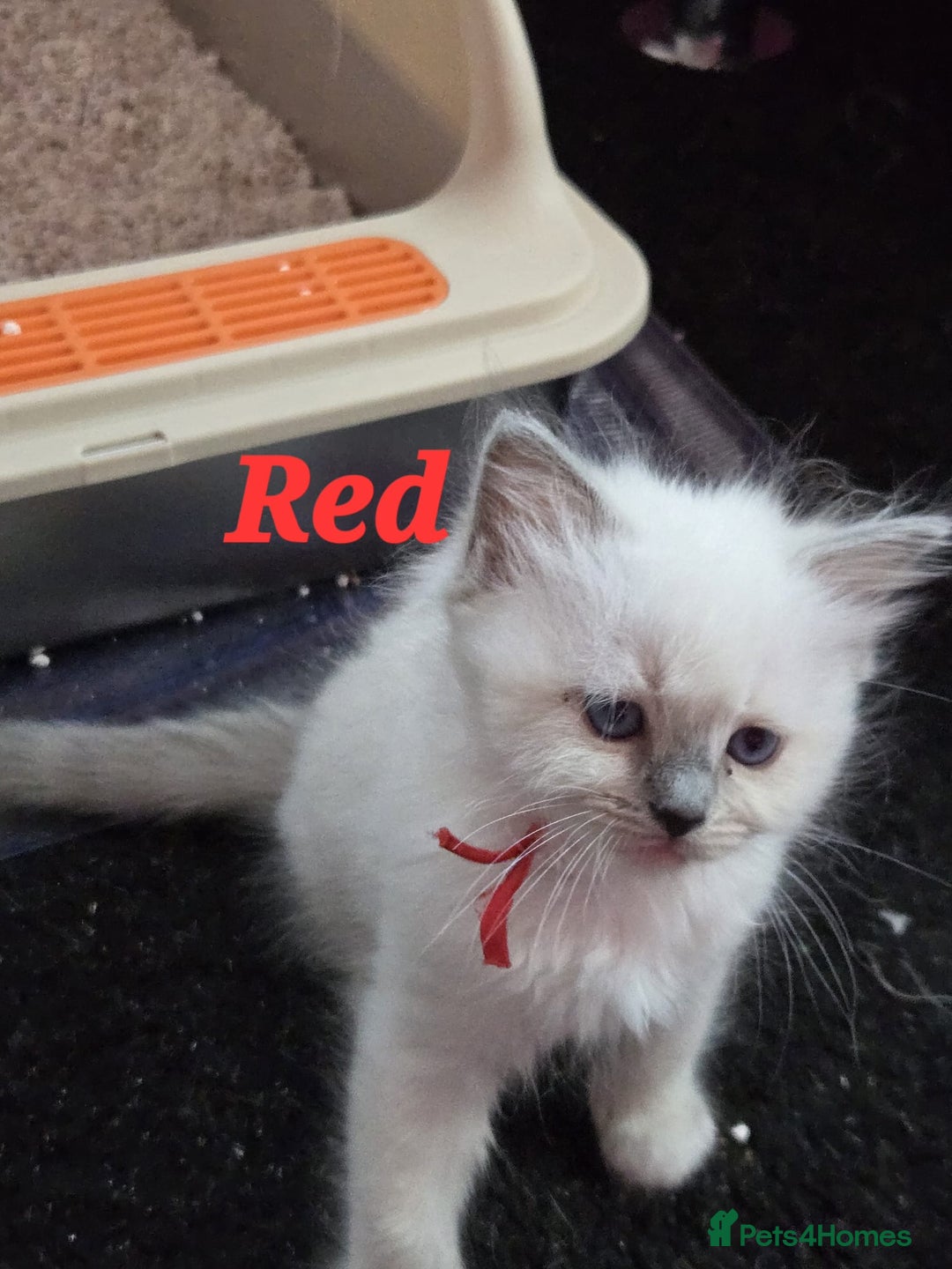 Ragdoll cats for sale: Pure Ragdoll Kittens (Mitted) - Image 17