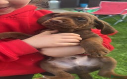 Mixed Breed dogs for sale: Litter of 4 beautiful Cockerdale pups  - Image 1