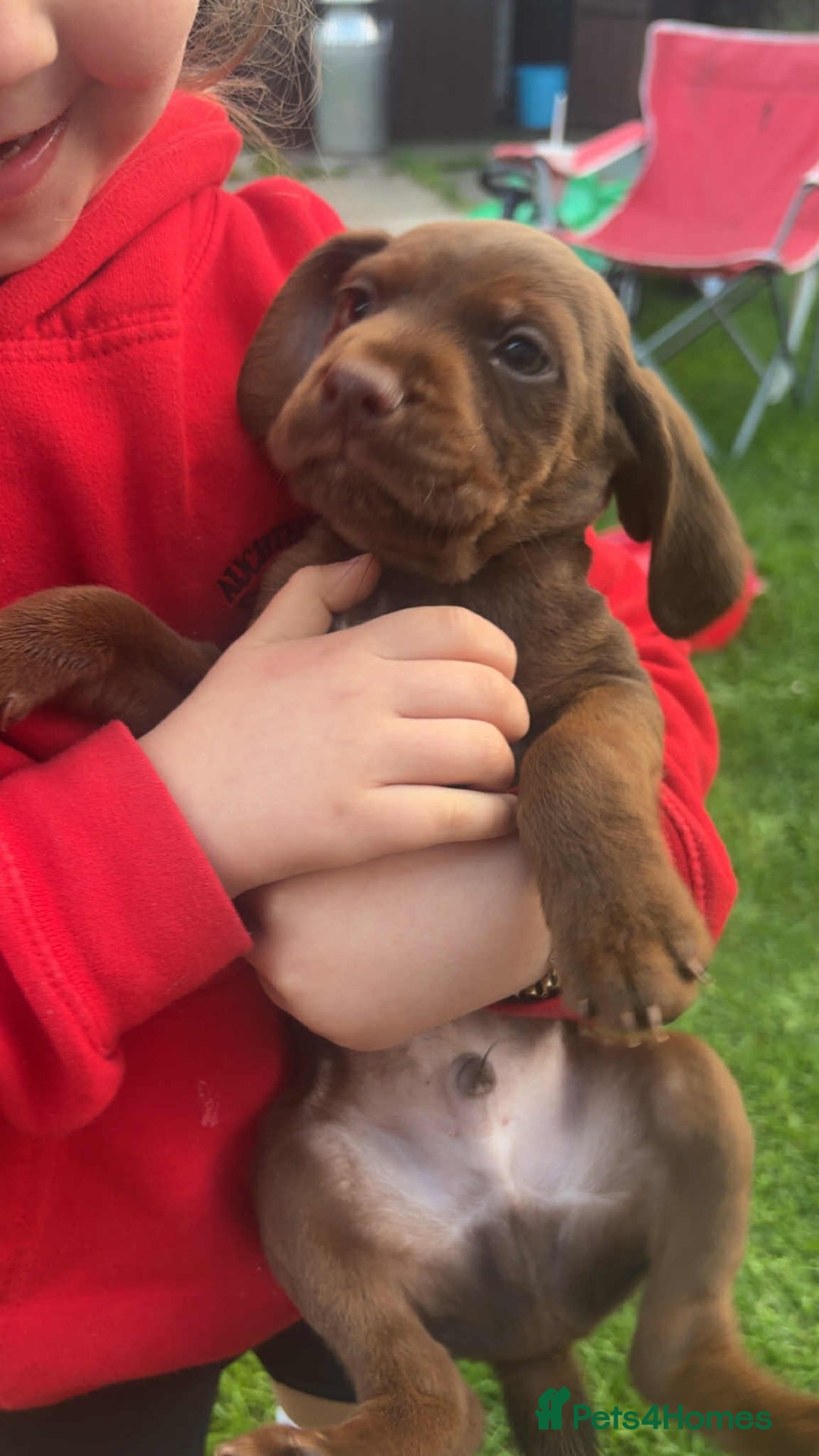 Mixed Breed dogs for sale: Litter of 4 beautiful Cockerdale pups  - Image 1