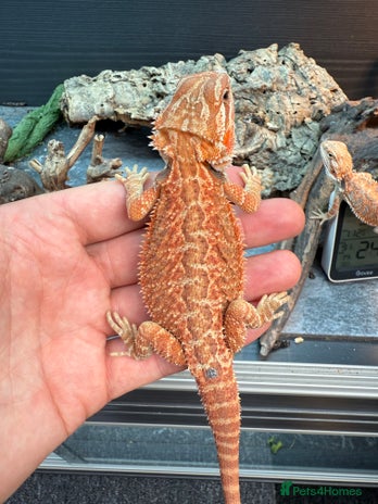 Bearded Dragon reptiles in Llandudno - Advert 11