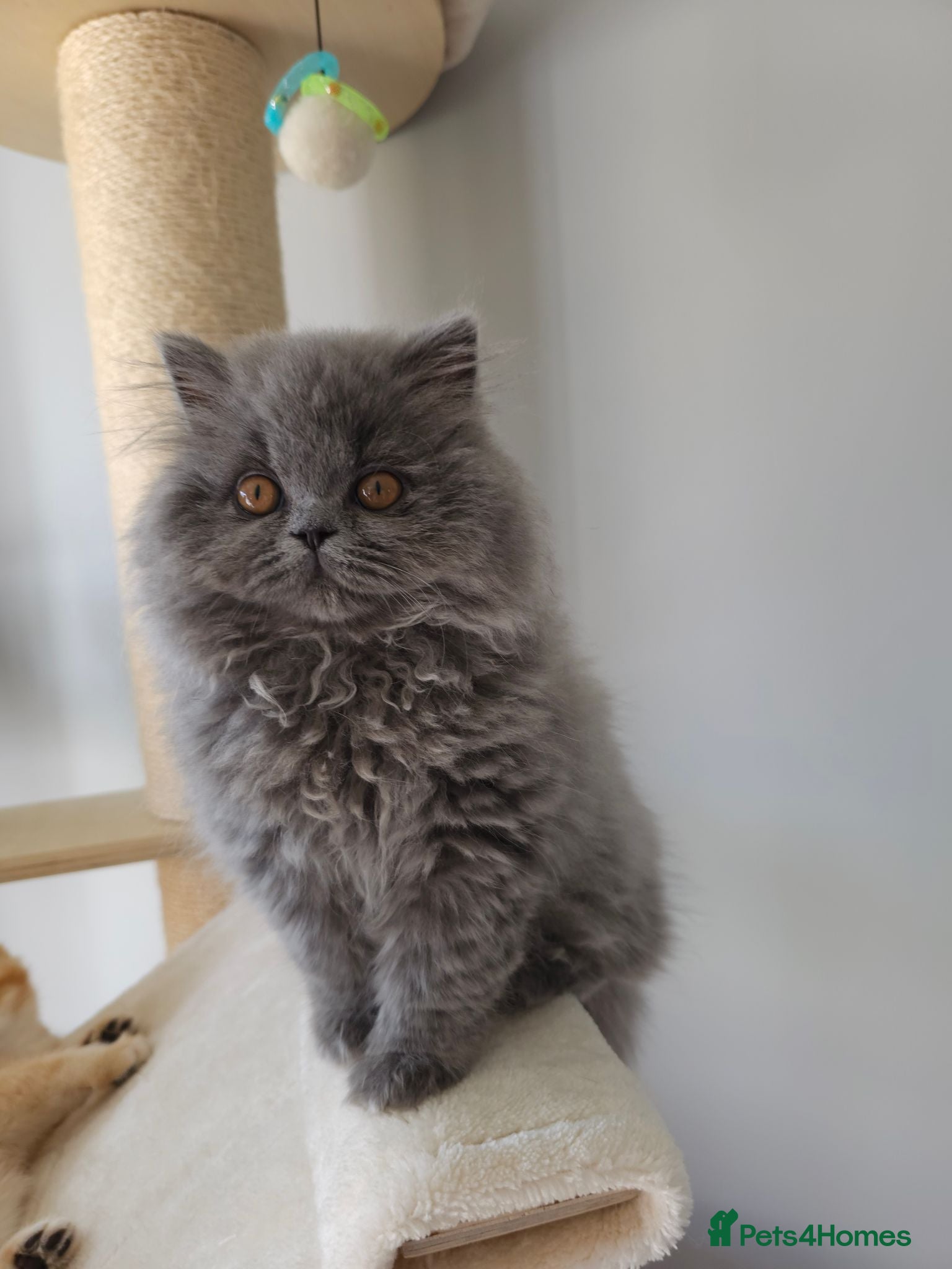 British Shorthair cats ✨️READY NOW🚗FREE DELIVERY! - Advert 15