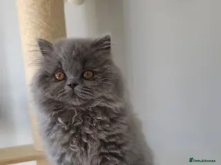 British Shorthair cats ✨️READY NOW🚗FREE DELIVERY! - Advert 15